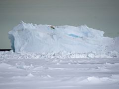 09A A Polar Bear Rests On An Iceberg At The End Of Day 2 On Floe Edge Adventure Nunavut Canada